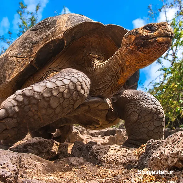 Flying tortoises